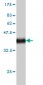 POLA Antibody (monoclonal) (M01)