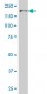 POLA Antibody (monoclonal) (M01)