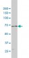 POLA2 Antibody (monoclonal) (M01)