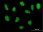 POLD3 Antibody (monoclonal) (M01)