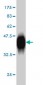 POLD3 Antibody (monoclonal) (M01)