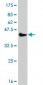 POLI Antibody (monoclonal) (M01)