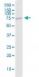 POLI Antibody (monoclonal) (M01)