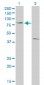 POLI Antibody (monoclonal) (M01)