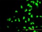 POLR1C Antibody (monoclonal) (M01)