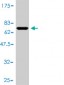 POLR1C Antibody (monoclonal) (M01)