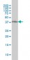 POLR1C Antibody (monoclonal) (M01)