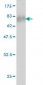 POLR1C Antibody (monoclonal) (M05)