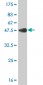 POLR2H Antibody (monoclonal) (M01)