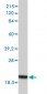 POLR2H Antibody (monoclonal) (M01)