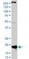 POLR2H Antibody (monoclonal) (M01)