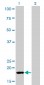 POLR2H Antibody (monoclonal) (M01)