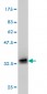 POMC Antibody (monoclonal) (M01)