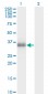 POMC Antibody (monoclonal) (M01)