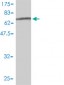 POU2F2 Antibody (monoclonal) (M01)