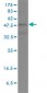 POU2F2 Antibody (monoclonal) (M01)