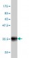 POU3F2 Antibody (monoclonal) (M01)