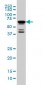 POU3F2 Antibody (monoclonal) (M01)