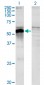 POU3F2 Antibody (monoclonal) (M01)