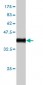 POU4F3 Antibody (monoclonal) (M01)