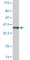 POU6F1 Antibody (monoclonal) (M01)