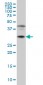 POU6F1 Antibody (monoclonal) (M01)