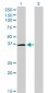 POU6F1 Antibody (monoclonal) (M01)