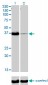 POU6F1 Antibody (monoclonal) (M01)