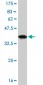 POU6F1 Antibody (monoclonal) (M02)