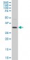 POU6F1 Antibody (monoclonal) (M02)