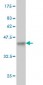 PPA1 Antibody (monoclonal) (M01)