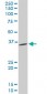 PPA1 Antibody (monoclonal) (M01)