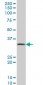 PPA1 Antibody (monoclonal) (M01)