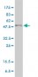 PPARD Antibody (monoclonal) (M01)