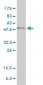 PPARD Antibody (monoclonal) (M01)