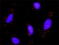 PPARD Antibody (monoclonal) (M01)