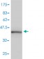 PPIA Antibody (monoclonal) (M01)