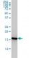 PPIA Antibody (monoclonal) (M01)