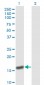 PPIA Antibody (monoclonal) (M01)