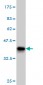 PPIE Antibody (monoclonal) (M02)