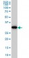 PPIE Antibody (monoclonal) (M02)