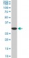PPIE Antibody (monoclonal) (M02)