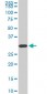 PPIE Antibody (monoclonal) (M02)