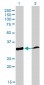 PPIE Antibody (monoclonal) (M02)