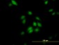 PPIE Antibody (monoclonal) (M02)