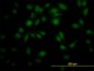 PPIL4 Antibody (monoclonal) (M01)