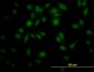 PPIL4 Antibody (monoclonal) (M01)