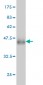 PPIL4 Antibody (monoclonal) (M01)