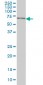 PPIL4 Antibody (monoclonal) (M01)