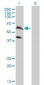 PPIL4 Antibody (monoclonal) (M01)